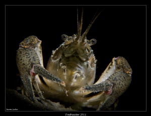 Crayfish by Beate Seiler 